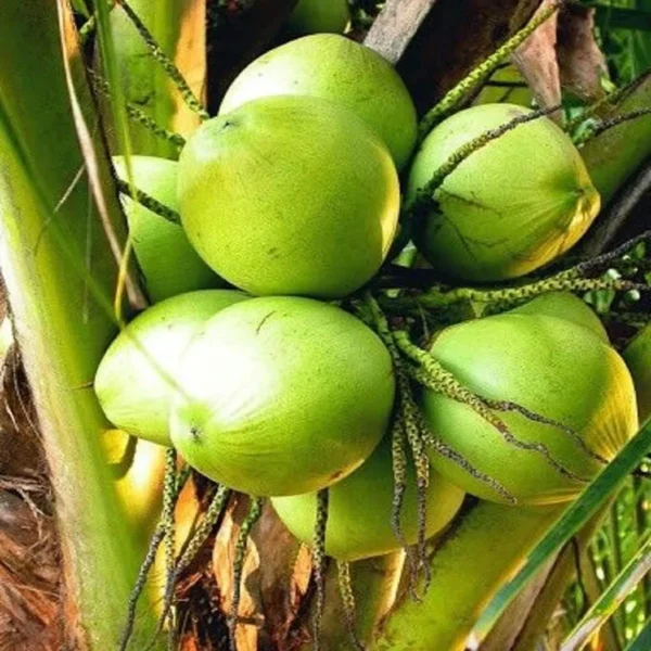 Ganga Bondam Coconut Nariyal Hybrid Dwarf Fruit Live Plant (2-4 Feet Height) - Image 3
