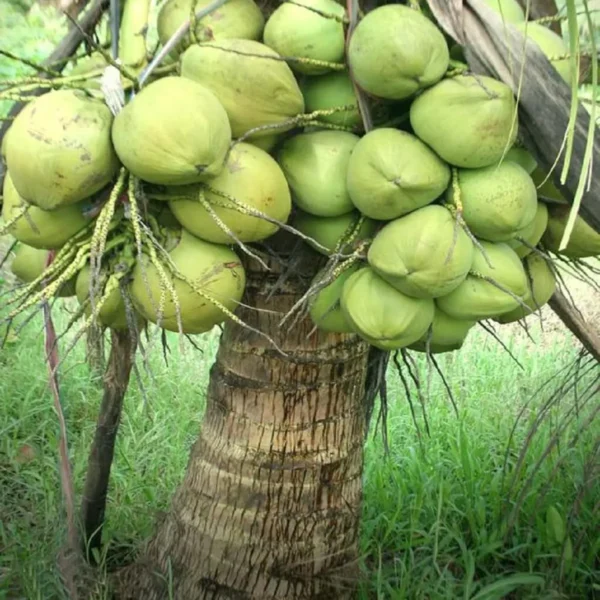Ganga Bondam Coconut Nariyal Hybrid Dwarf Fruit Live Plant (2-4 Feet Height) - Image 4