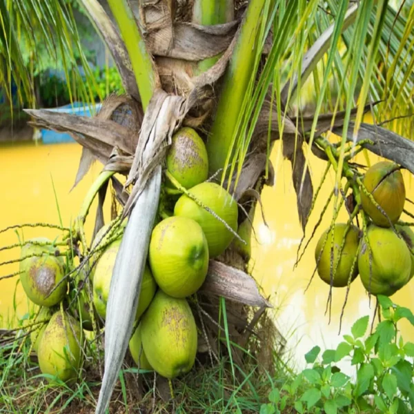 Mekong Delta Vietnam Coconut Nariyal Hybrid Dwarf Fruit Live Plant (2-4 Feet Height) - Image 2