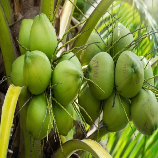 Mekong Delta Vietnam Coconut Nariyal Hybrid Dwarf Fruit Live Plant (2-4 Feet Height) - Image 3
