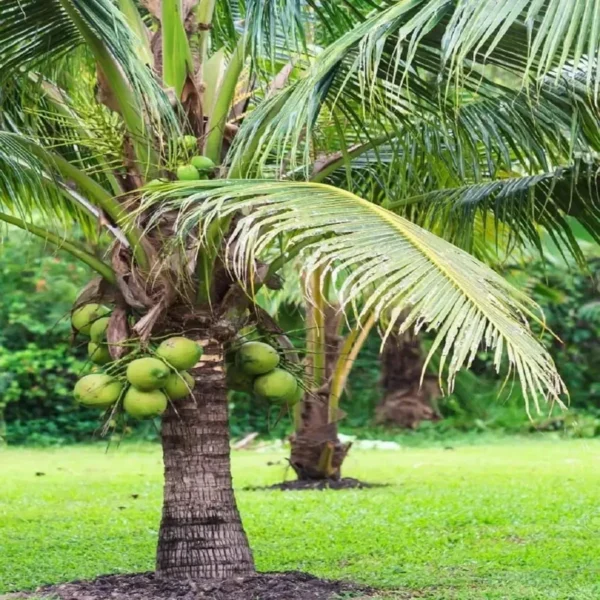 Mekong Delta Vietnam Coconut Nariyal Hybrid Dwarf Fruit Live Plant (2-4 Feet Height) - Image 4