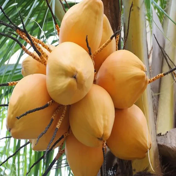 Malaysian Orange Coconut Nariyal Hybrid Dwarf Fruit Live Plant (2-4 Feet Height) - Image 2
