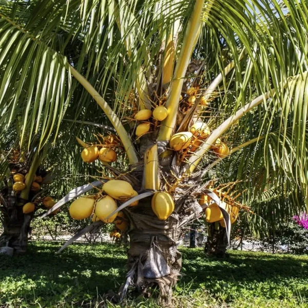 Malaysian Orange Coconut Nariyal Hybrid Dwarf Fruit Live Plant (2-4 Feet Height) - Image 3