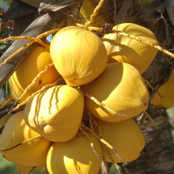 Malaysian Orange Coconut Nariyal Hybrid Dwarf Fruit Live Plant (2-4 Feet Height) - Image 4