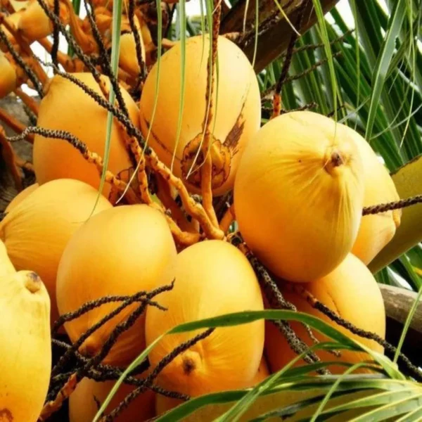 D X T Orange Coconut Nariyal Hybrid Dwarf Fruit Live Plant - Image 2