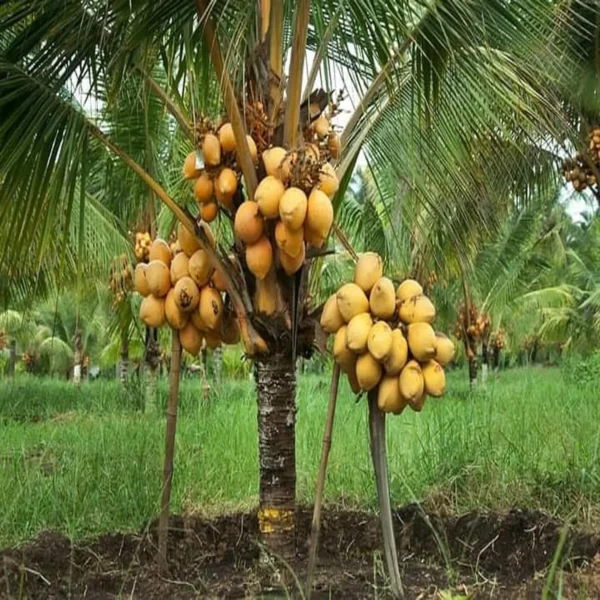 D X T Orange Coconut Nariyal Hybrid Dwarf Fruit Live Plant - Image 3