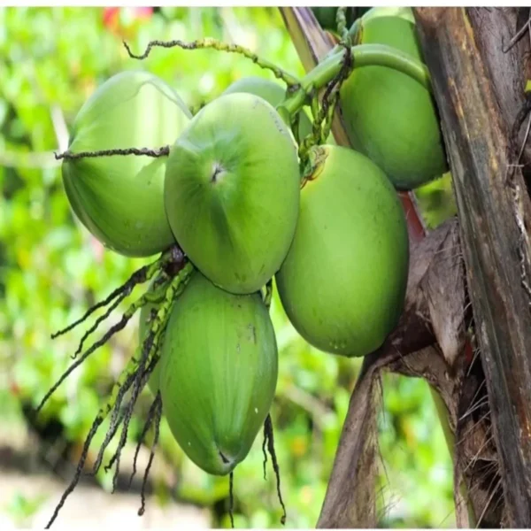 D X T Coconut Nariyal Hybrid Dwarf Fruit Live Plant (2-4 Feet Height) - Image 2