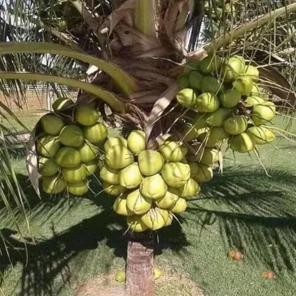 D X T Coconut Nariyal Hybrid Dwarf Fruit Live Plant (2-4 Feet Height) - Image 3