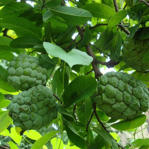 Balanagar Custard Apple Sugar Apple Sitafal Ata Grafted Fruit Live Plant - Image 2