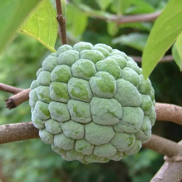 Balanagar Custard Apple Sugar Apple Sitafal Ata Grafted Fruit Live Plant - Image 3