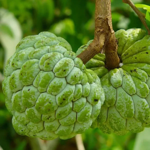 Balanagar Custard Apple Sugar Apple Sitafal Ata Grafted Fruit Live Plant - Image 4
