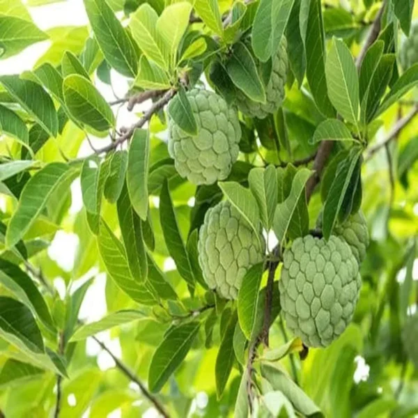 Balanagar Custard Apple Sugar Apple Sitafal Ata Grafted Fruit Live Plant - Image 5