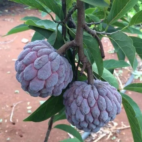 Red Custard Apple Sugar Apple Sitafal Ata Grafted Fruit Live Plant - Image 2
