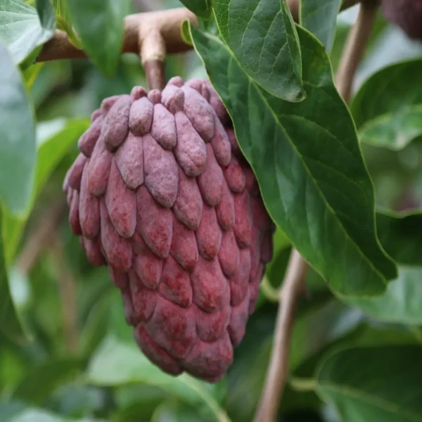 Red Custard Apple Sugar Apple Sitafal Ata Grafted Fruit Live Plant - Image 3