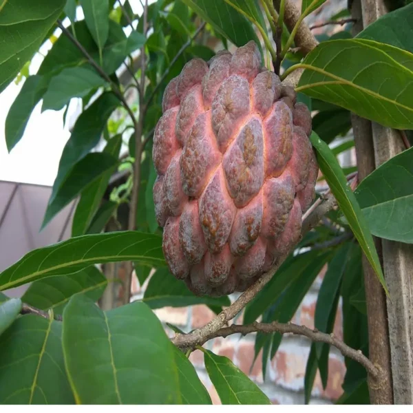 Red Custard Apple Sugar Apple Sitafal Ata Grafted Fruit Live Plant - Image 4