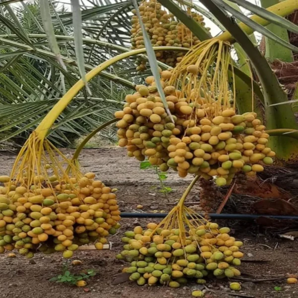 Ajwa Dates Palm Arabian Khurma Khajoo Dwarf Fruit Live Plant - Image 3
