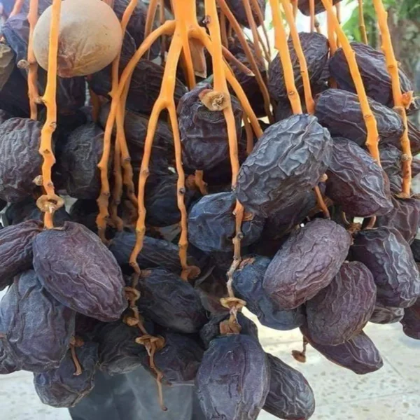 Ajwa Dates Palm Arabian Khurma Khajoo Dwarf Fruit Live Plant - Image 4