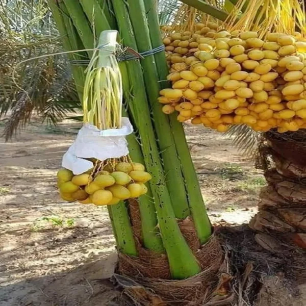 Amber Dates Palm Arabian Khurma Khajoor Dwarf Fruit Live Plant - Image 3