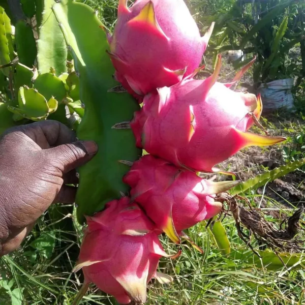 Pink Dragon Fruit Live Plant - Image 2