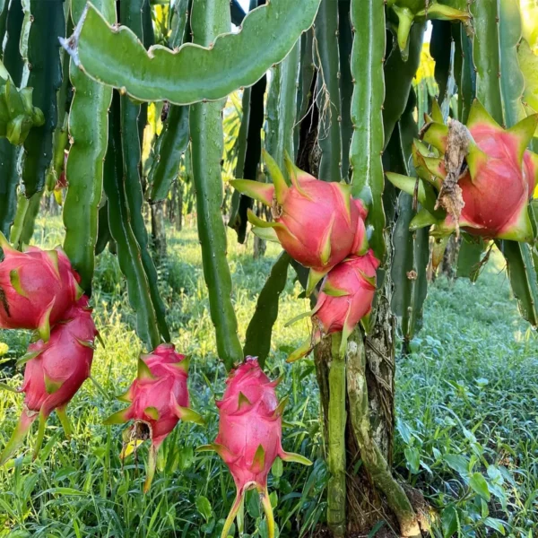 Pink Dragon Fruit Live Plant - Image 3