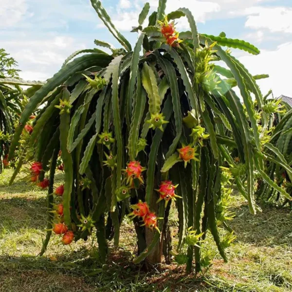 Pink Dragon Fruit Live Plant - Image 4
