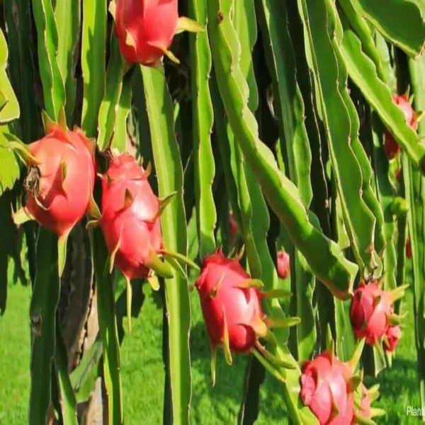 White Dragon Organic Fruit Plants - Image 2