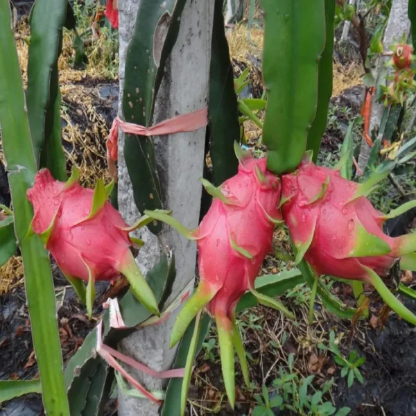 White Dragon Organic Fruit Plants - Image 3