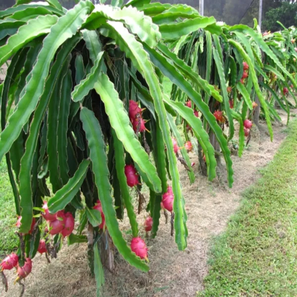 White Dragon Organic Fruit Plants - Image 4