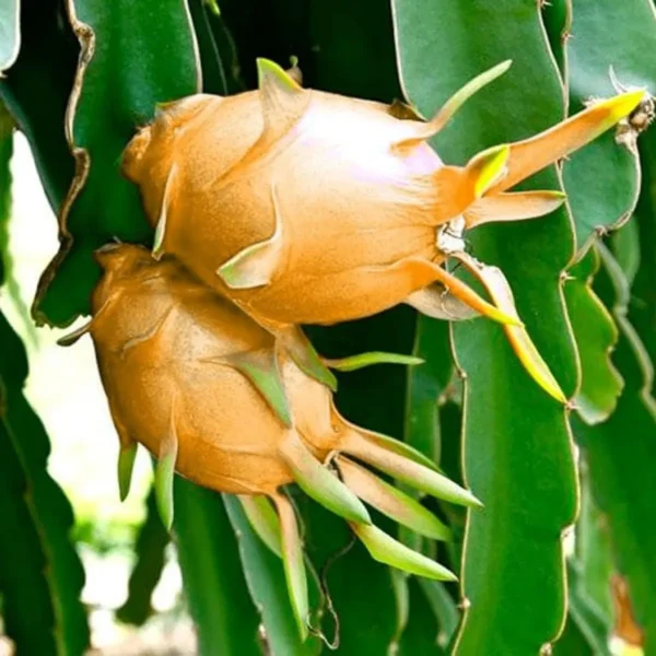 Hawaiian Orange Dragon Fruit Live Plant - Image 2