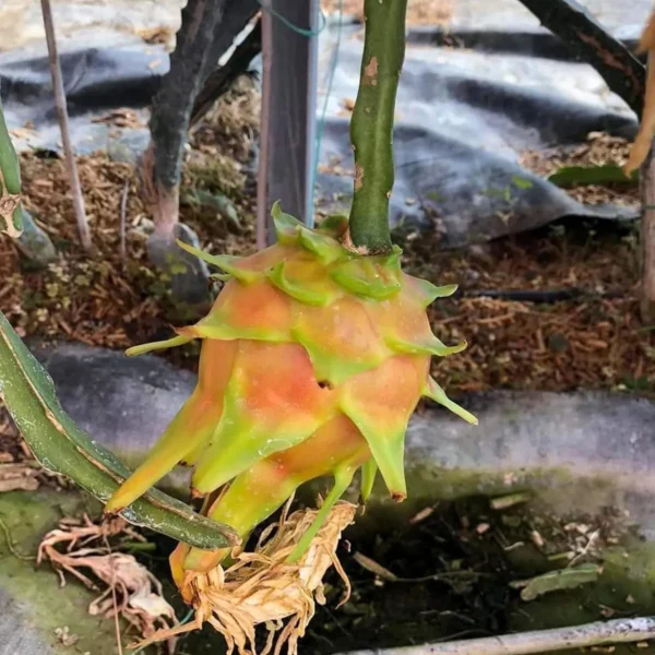 Hawaiian Orange Dragon Fruit Live Plant - Image 3