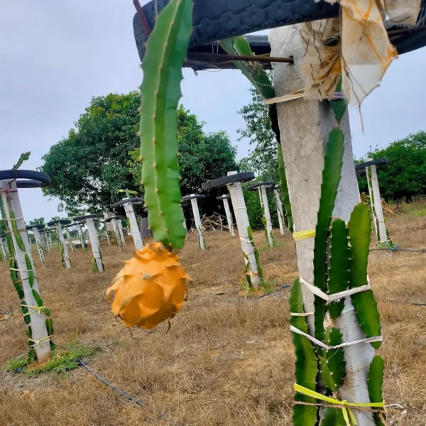 Hawaiian Orange Dragon Fruit Live Plant - Image 4