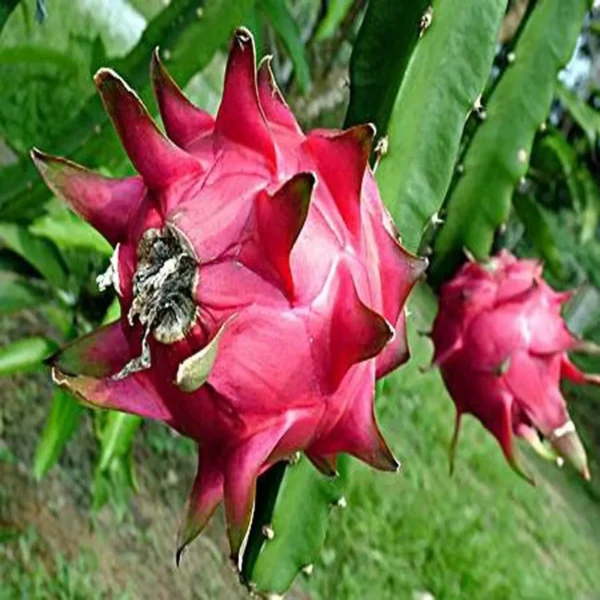 Siam Red Dragon Fruit Live Plant - Image 2