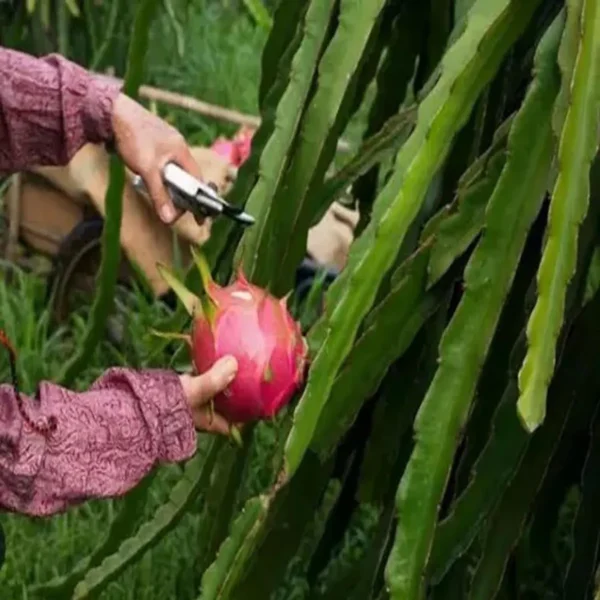 Siam Red Dragon Fruit Live Plant - Image 3