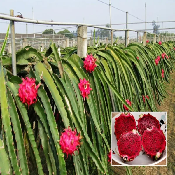 Siam Red Dragon Fruit Live Plant - Image 4
