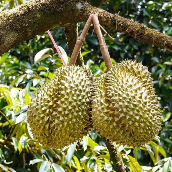 Duriyan Durian Durio Zibethinus Fruit Live Plant (1.5-3 Feet Height) - Image 2