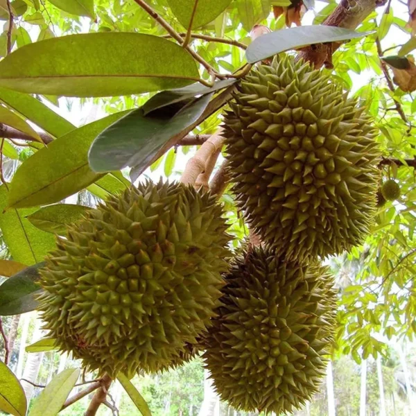 Duriyan Durian Durio Zibethinus Fruit Live Plant (1.5-3 Feet Height) - Image 3
