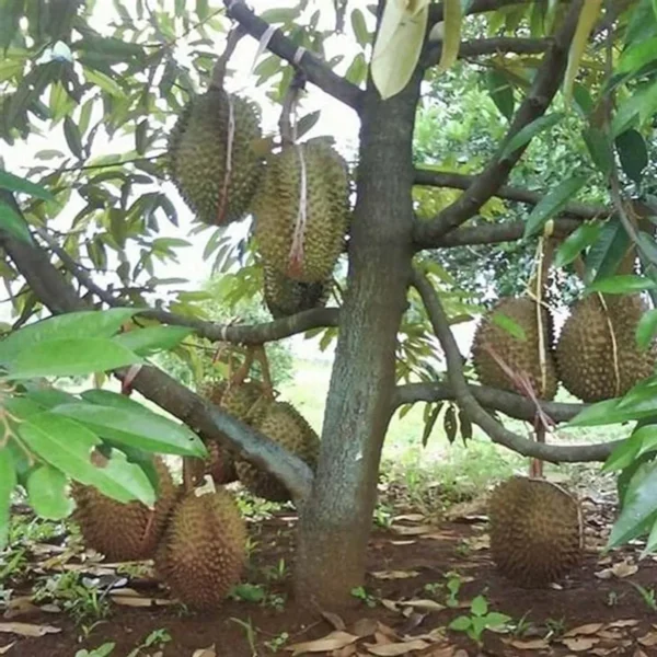 Duriyan Durian Durio Zibethinus Fruit Live Plant (1.5-3 Feet Height) - Image 4
