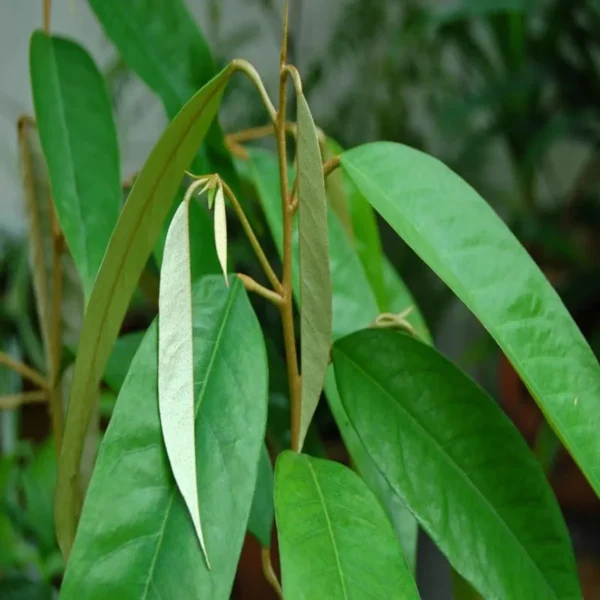 Duriyan Durian Durio Zibethinus Fruit Live Plant (1.5-3 Feet Height) - Image 5