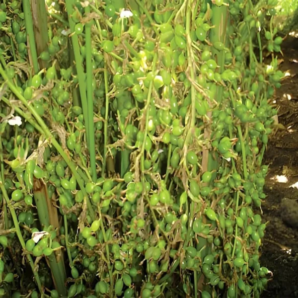 Elaichi Cardamom Spice Live Plant - Image 2