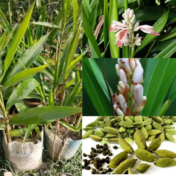 Elaichi Cardamom Spice Live Plant - Image 3