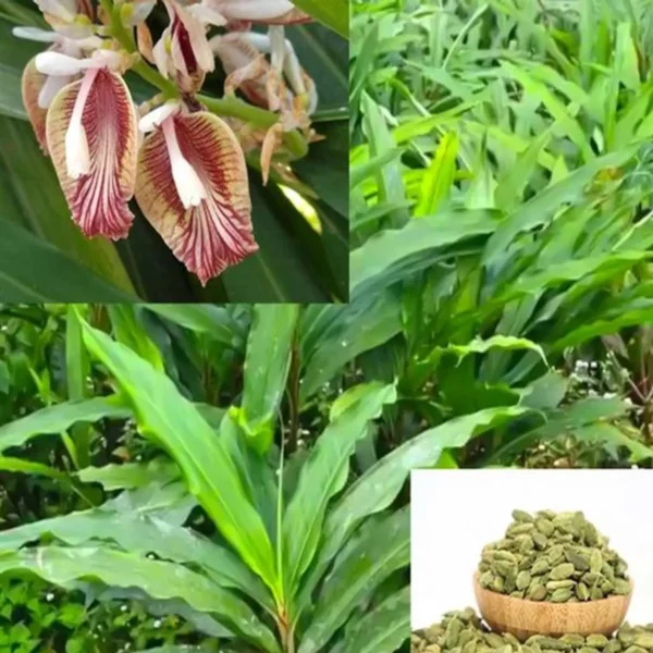 Elaichi Cardamom Spice Live Plant - Image 4