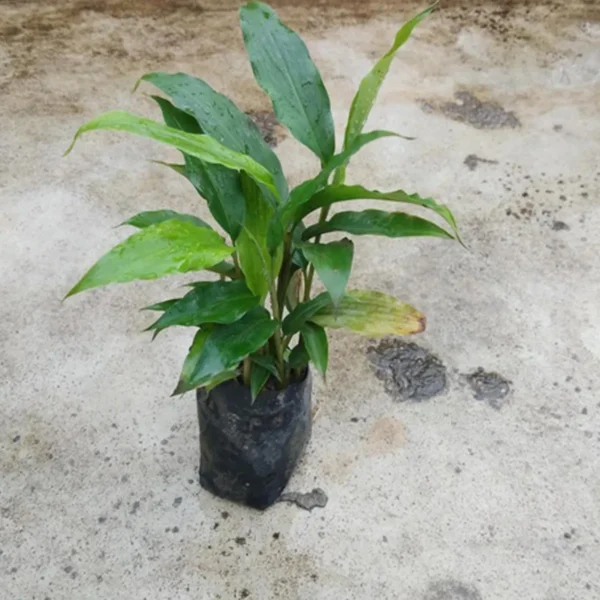 Elaichi Cardamom Spice Live Plant - Image 5