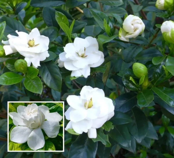 Beautiful Fragrant Mogra, Arabian Jasmine Fresh Organic Flower Plant