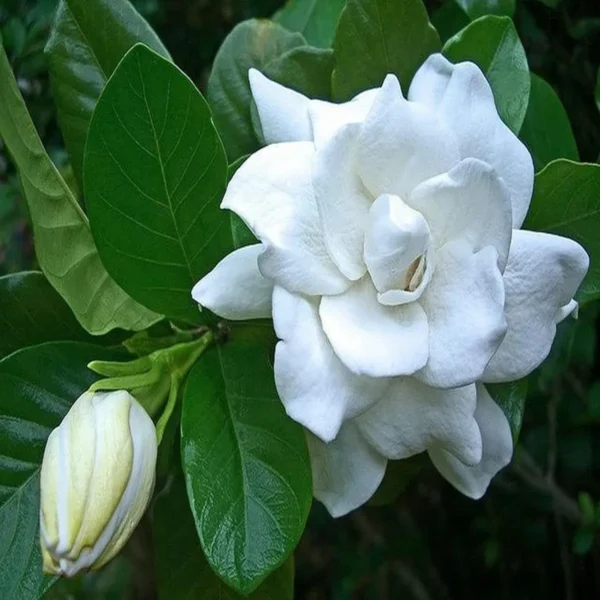 Beautiful Fragrant Mogra, Arabian Jasmine Fresh Organic Flower Plant - Image 2