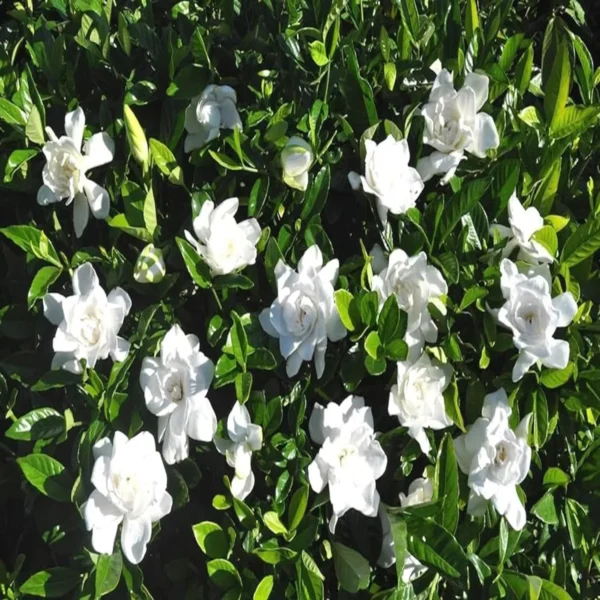 Beautiful Fragrant Mogra, Arabian Jasmine Fresh Organic Flower Plant - Image 5