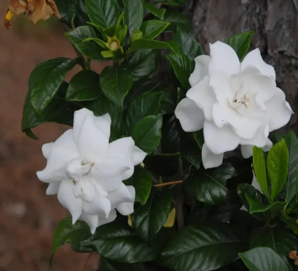 Beautiful Fragrant Mogra, Arabian Jasmine Fresh Organic Flower Plant - Image 4