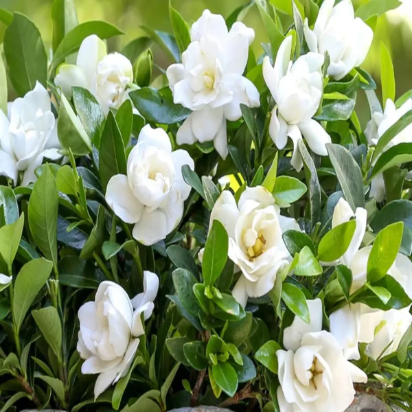 Beautiful Fragrant Mogra, Arabian Jasmine Fresh Organic Flower Plant - Image 3