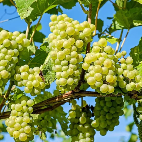 Grapes Angoor Layering/Grafted Fruit Live Plant - Image 2