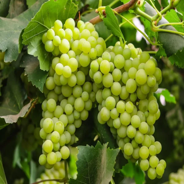 Grapes Angoor Layering/Grafted Fruit Live Plant - Image 4