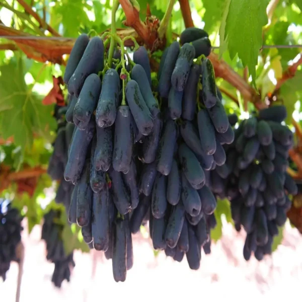 Black Sharad Seedless Grapes Angoor Layering/Grafted Fruit Live Plant - Image 3